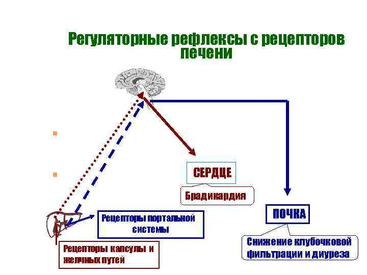 Регуляторные рефлексы с рецепторов печени n СЕРДЦЕ n Брадикардия n Рецепторы портальной системы Рецепторы