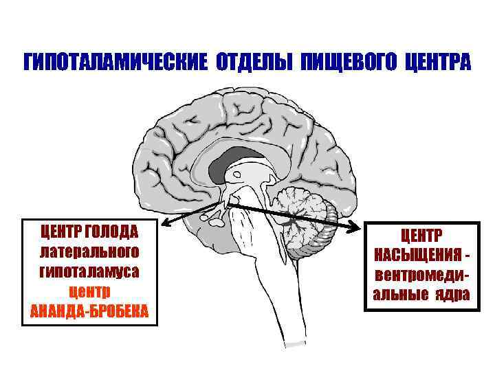ГИПОТАЛАМИЧЕСКИЕ ОТДЕЛЫ ПИЩЕВОГО ЦЕНТРА ЦЕНТР ГОЛОДА латерального гипоталамуса центр АНАНДА-БРОБЕКА ЦЕНТР НАСЫЩЕНИЯ вентромедиальные ядра