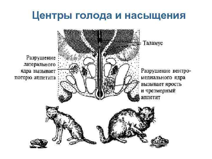 Центры голода и насыщения 