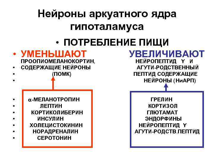 Нейроны аркуатного ядра гипоталамуса • ПОТРЕБЛЕНИЕ ПИЩИ • УМЕНЬШАЮТ УВЕЛИЧИВАЮТ • • • ПРООПИОМЕЛАНОКОРТИН,