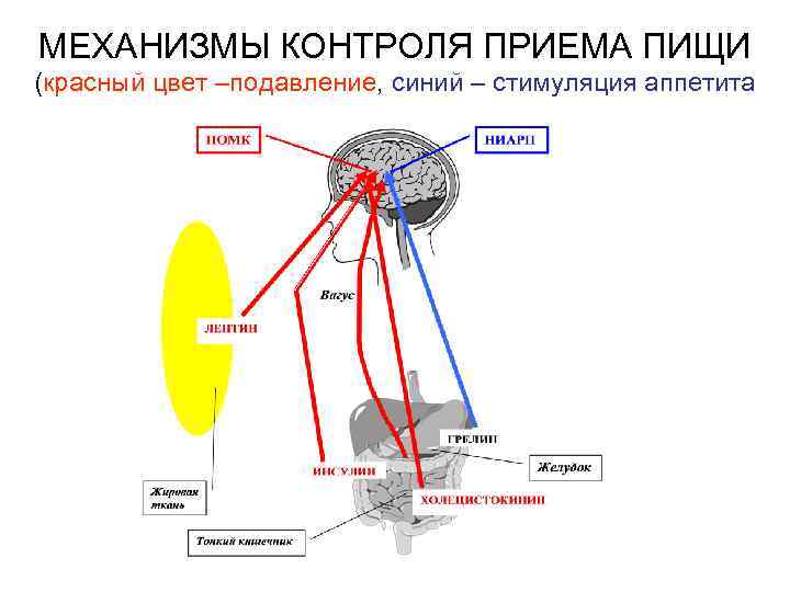 МЕХАНИЗМЫ КОНТРОЛЯ ПРИЕМА ПИЩИ (красный цвет –подавление, синий – стимуляция аппетита 