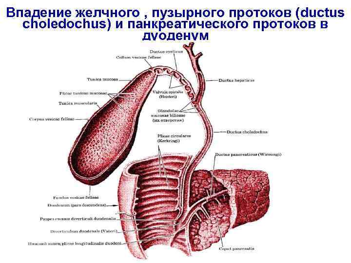 Впадение желчного , пузырного протоков (ductus choledochus) и панкреатического протоков в дуоденум 
