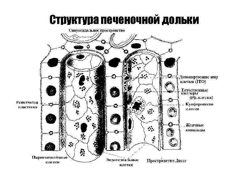 Структура печеночной дольки 