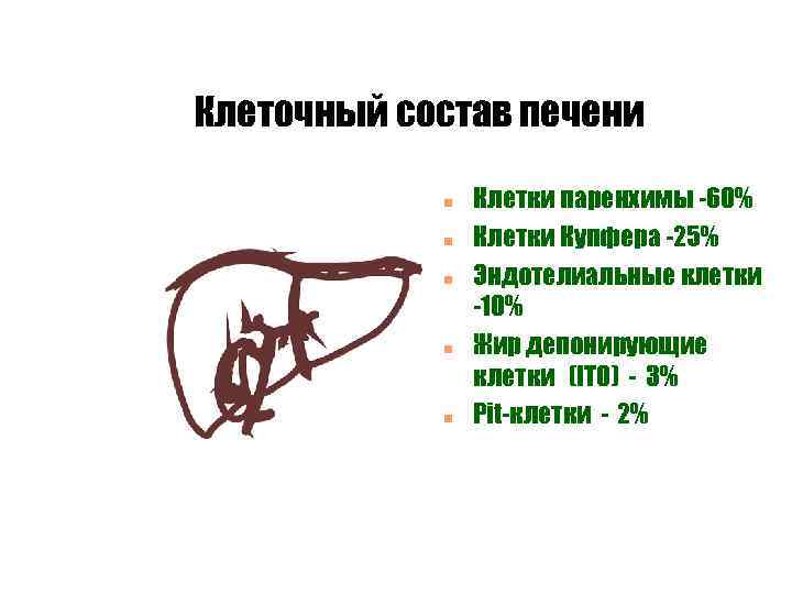 Клеточный состав печени n n n Клетки паренхимы -60% Клетки Купфера -25% Эндотелиальные клетки