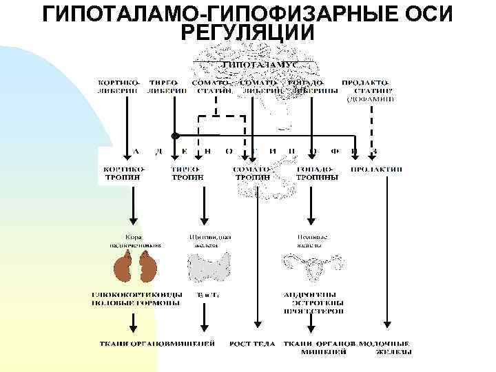 Схема тиреоидной оси