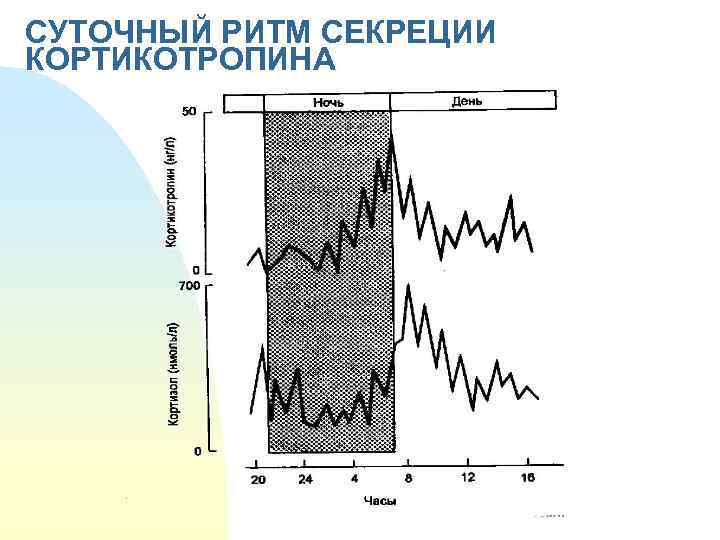 СУТОЧНЫЙ РИТМ СЕКРЕЦИИ КОРТИКОТРОПИНА 