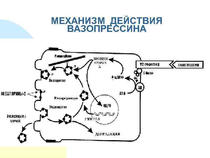 Адг механизм действия схема