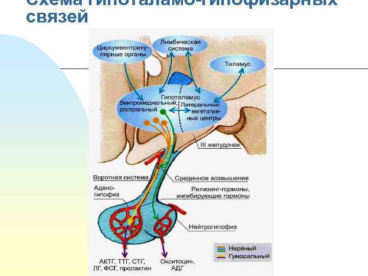 Схема гипоталамо-гипофизарных связей 