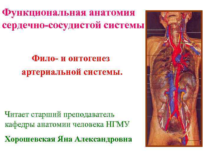 Функциональная анатомия сердечно-сосудистой системы Фило- и онтогенез артериальной системы. Читает старший преподаватель кафедры анатомии