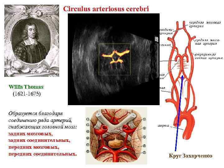 Сirculus arteriosus cerebri Willis Thomas (1621 -1675) Образуется благодаря соединению ряда артерий, снабжающих головной