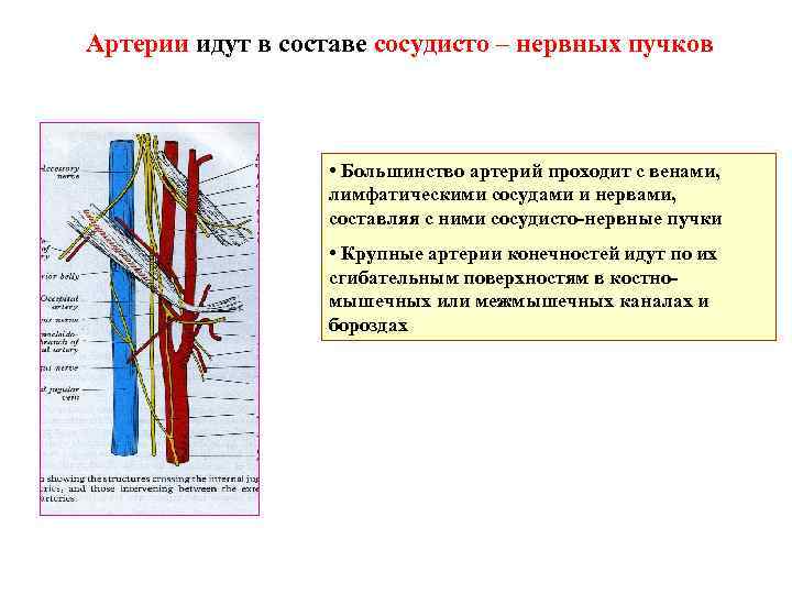 Артерии идут в составе сосудисто – нервных пучков • Большинство артерий проходит с венами,