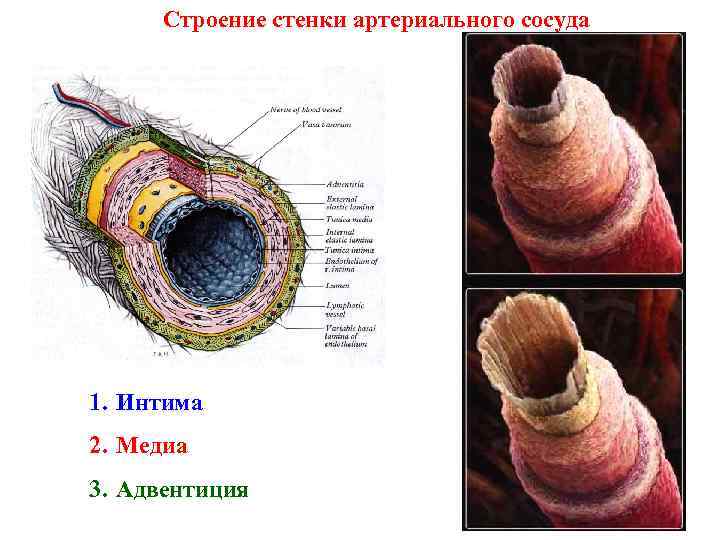 Строение стенки артериального сосуда 1. Интима 2. Медиа 3. Адвентиция 