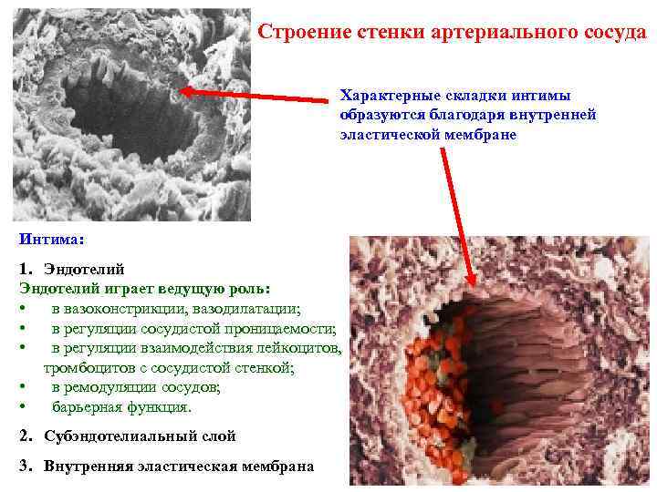 Строение стенки артериального сосуда Характерные складки интимы образуются благодаря внутренней эластической мембране Интима: 1.