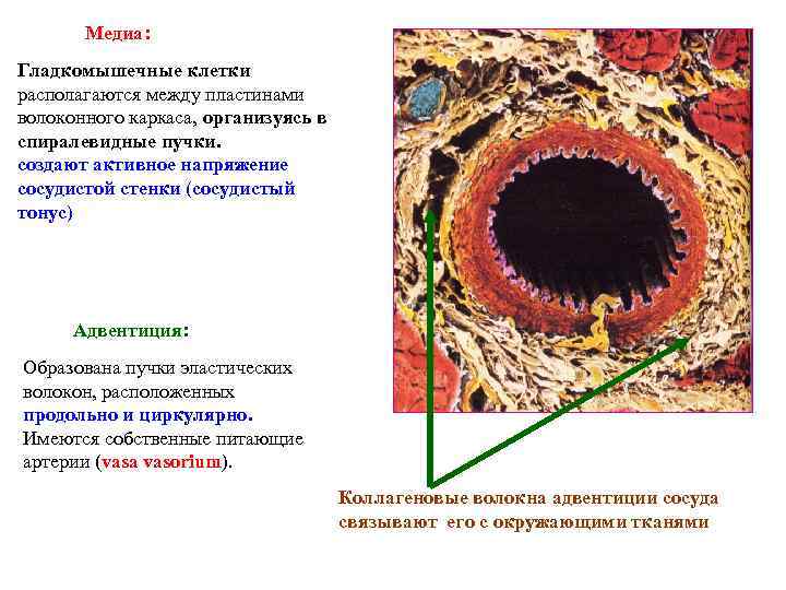 Медиа: Гладкомышечные клетки располагаются между пластинами волоконного каркаса, организуясь в спиралевидные пучки. создают активное