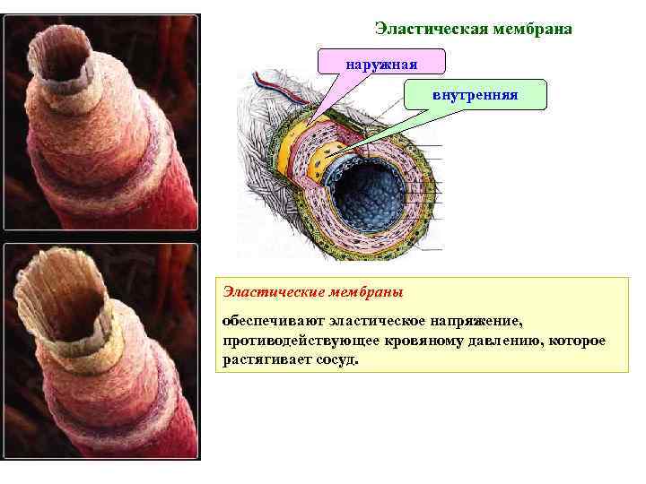 Эластическая мембрана наружная внутренняя Эластические мембраны обеспечивают эластическое напряжение, противодействующее кровяному давлению, которое растягивает