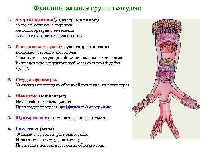 Функциональные группы сосудов: 1. Амортизирующие (упруго-растяжимые) аорта с крупными артериями легочная артерия с ее