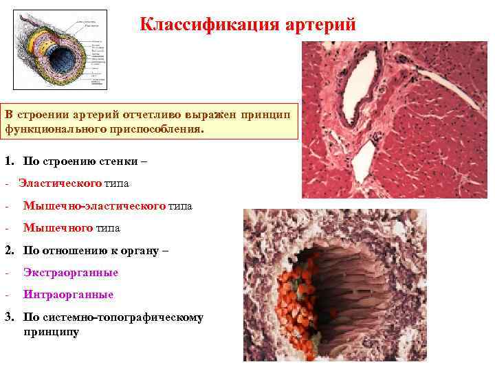 Классификация артерий В строении артерий отчетливо выражен принцип функционального приспособления. 1. По строению стенки