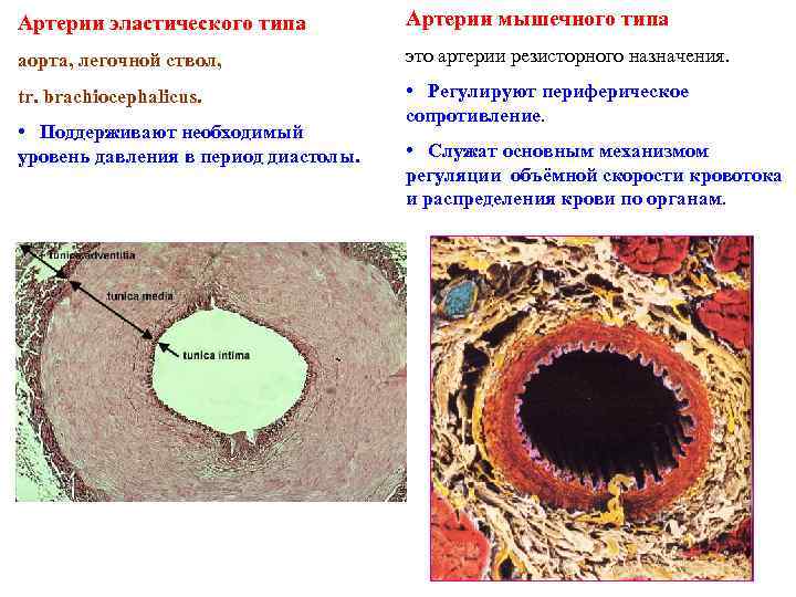 Артерия эластического типа схема