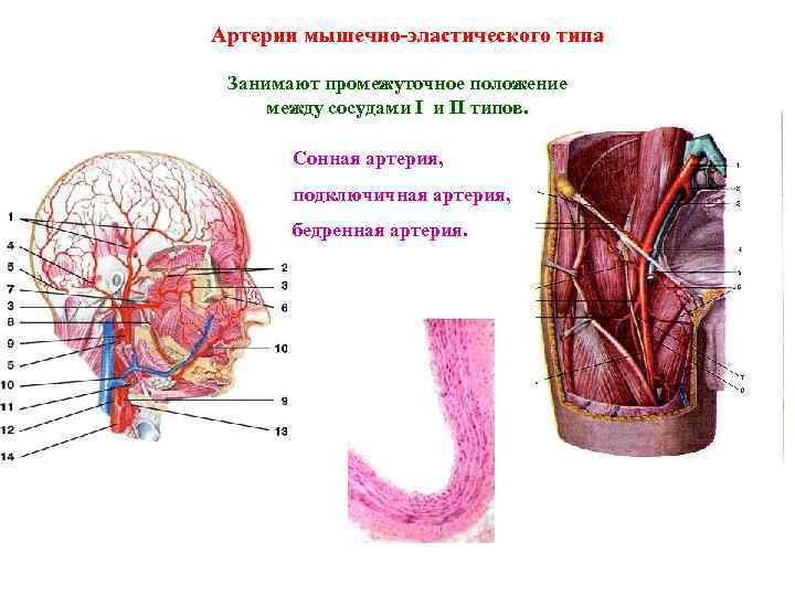 Артерии мышечно-эластического типа Занимают промежуточное положение между сосудами I и II типов. Сонная артерия,