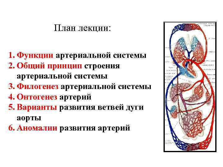 План лекции: 1. Функции артериальной системы 2. Общий принцип строения артериальной системы 3. Филогенез