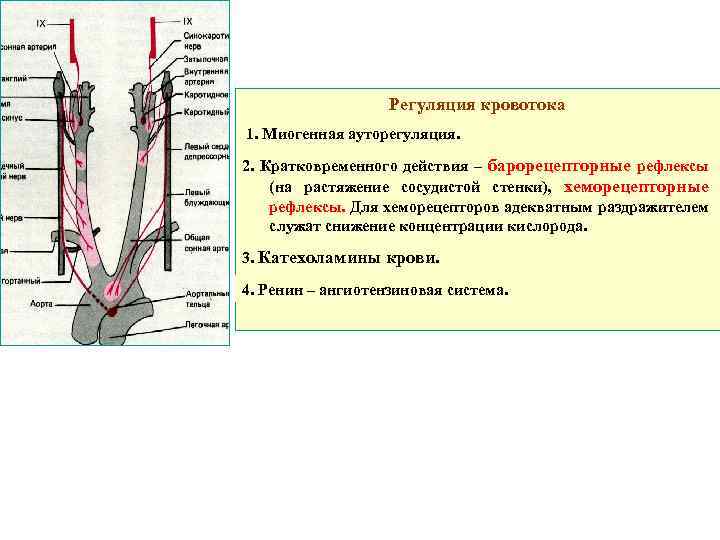 Регуляция кровотока 1. Миогенная ауторегуляция. 2. Кратковременного действия – барорецепторные рефлексы (на растяжение сосудистой