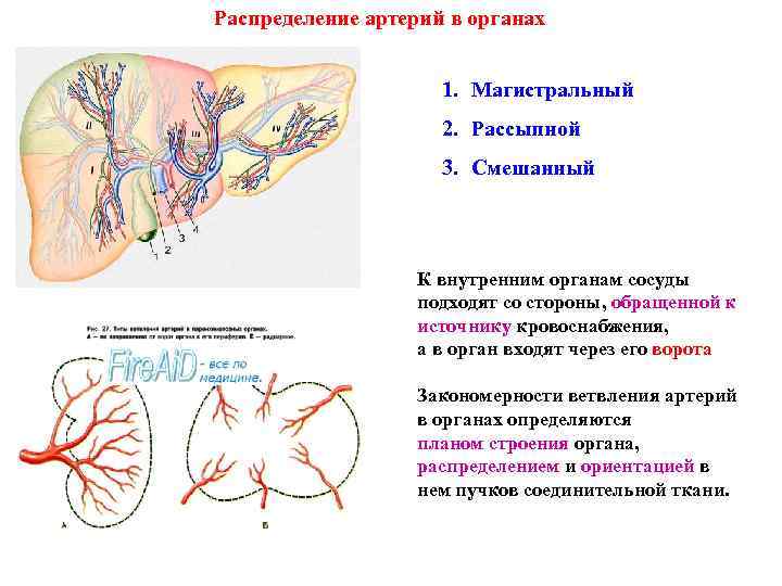 Закономерности ветвления сосудов зависят от плана строения органа