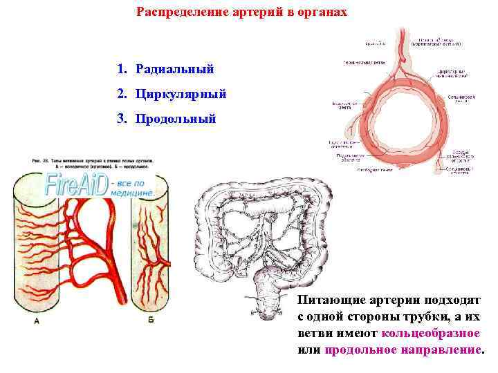 Распределение артерий в органах 1. Радиальный 2. Циркулярный 3. Продольный Питающие артерии подходят с