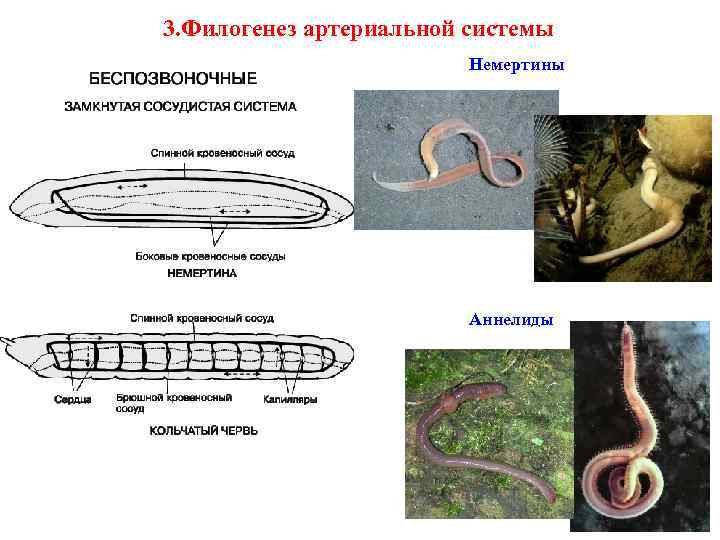 3. Филогенез артериальной системы Немертины Аннелиды 