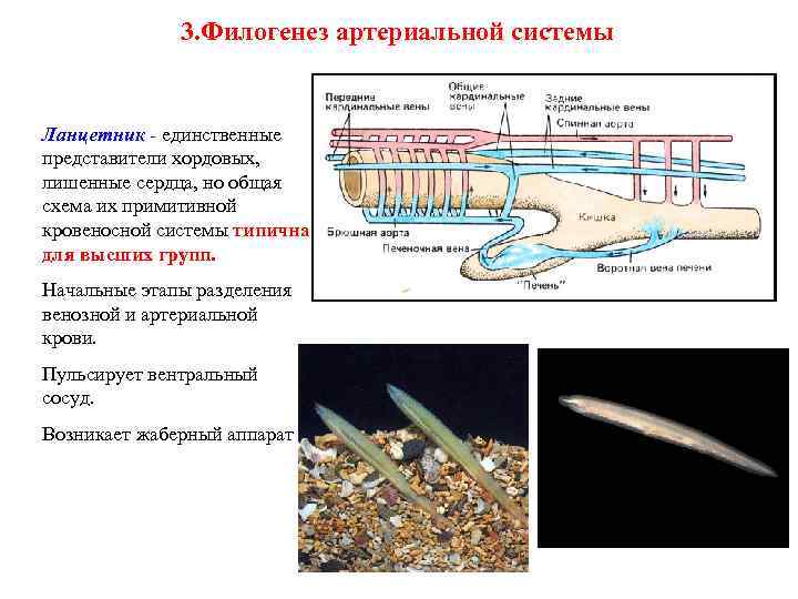 3. Филогенез артериальной системы Ланцетник - единственные представители хордовых, лишенные сердца, но общая схема