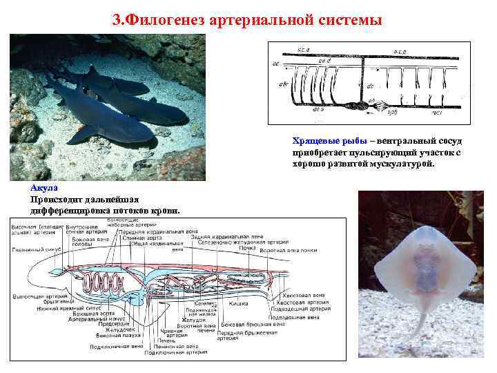 3. Филогенез артериальной системы Хрящевые рыбы – вентральный сосуд приобретает пульсирующий участок с хорошо