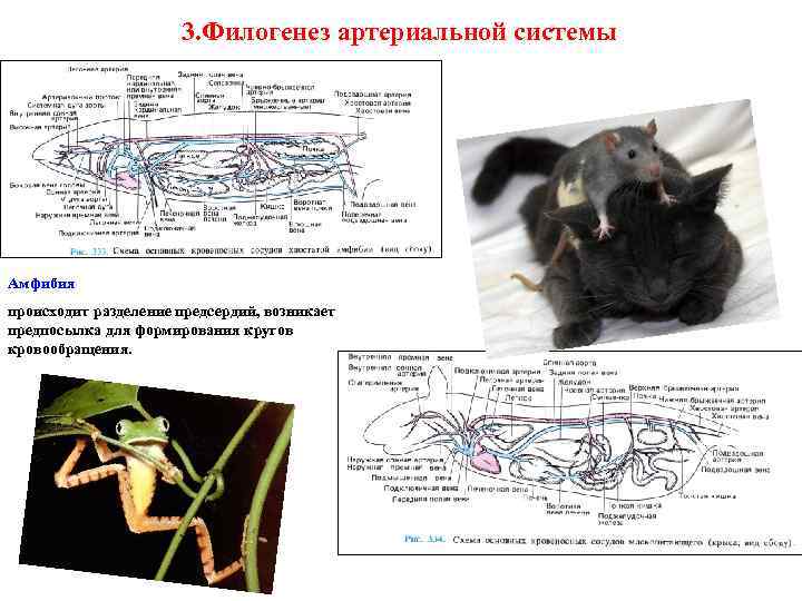 3. Филогенез артериальной системы Амфибия происходит разделение предсердий, возникает предпосылка для формирования кругов кровообращения.