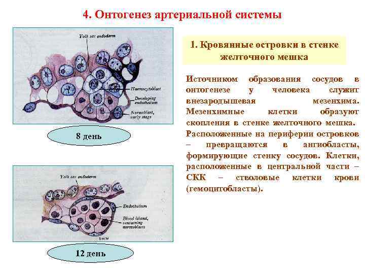 4. Онтогенез артериальной системы 1. Кровянные островки в стенке желточного мешка 8 день 12