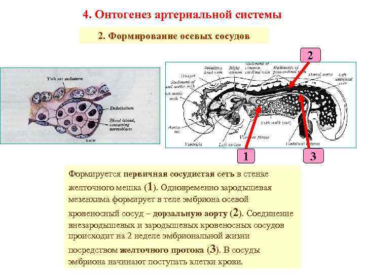 4. Онтогенез артериальной системы 2. Формирование осевых сосудов 2 1 Формируется первичная сосудистая сеть