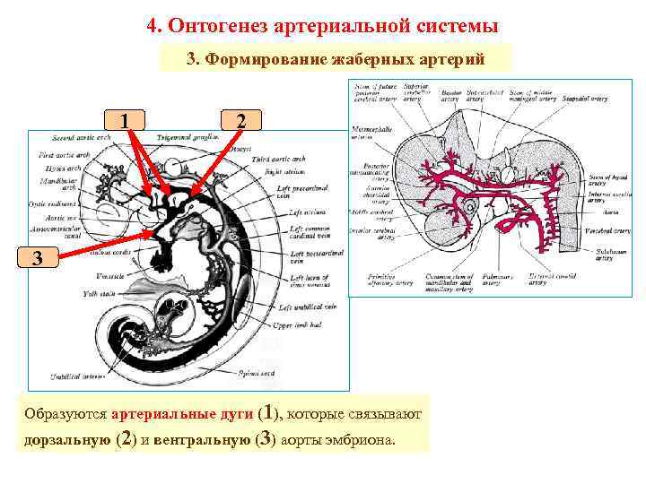 4. Онтогенез артериальной системы 3. Формирование жаберных артерий 1 2 3 Образуются артериальные дуги