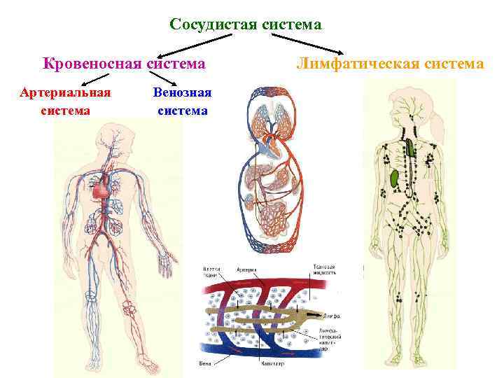 Сосудистая система Кровеносная система Артериальная система Венозная система Лимфатическая система 