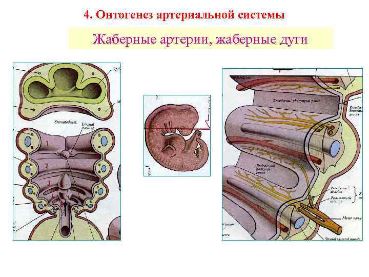 4. Онтогенез артериальной системы Жаберные артерии, жаберные дуги 