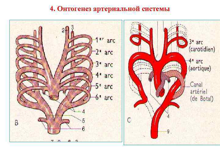 4. Онтогенез артериальной системы 