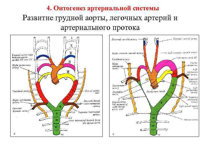 4. Онтогенез артериальной системы Развитие грудной аорты, легочных артерий и артериального протока 