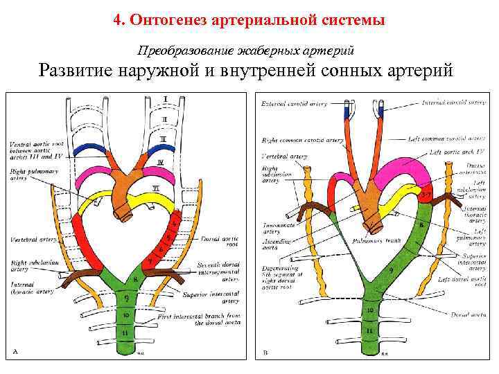 4. Онтогенез артериальной системы Преобразование жаберных артерий Развитие наружной и внутренней сонных артерий 