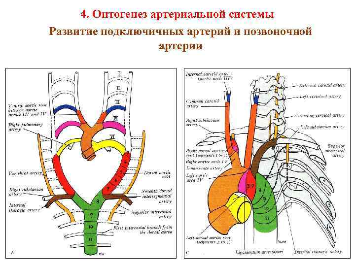 Сегменты подключичной артерии схема