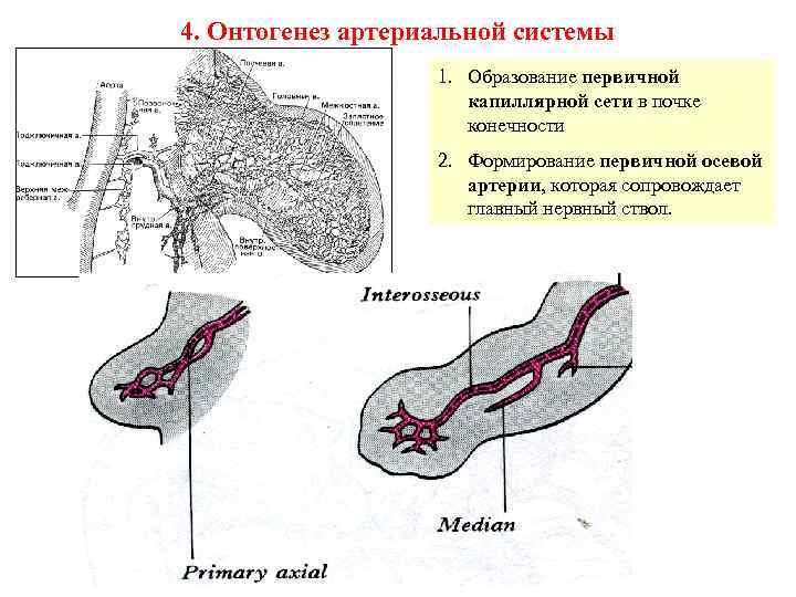 4. Онтогенез артериальной системы 1. Образование первичной капиллярной сети в почке конечности 2. Формирование