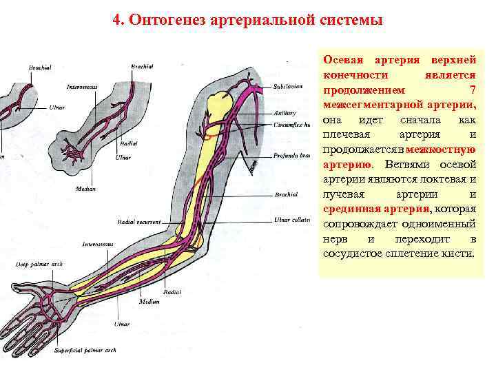 Анатомия артерий верхних конечностей схема для узи