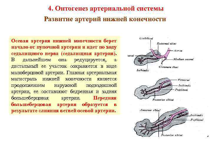 4. Онтогенез артериальной системы Развитие артерий нижней конечности Осевая артерия нижней конечности берет начало