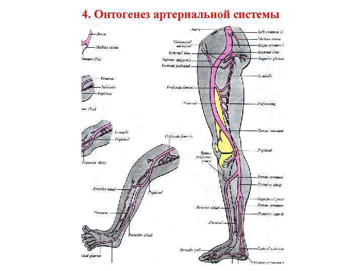 4. Онтогенез артериальной системы 