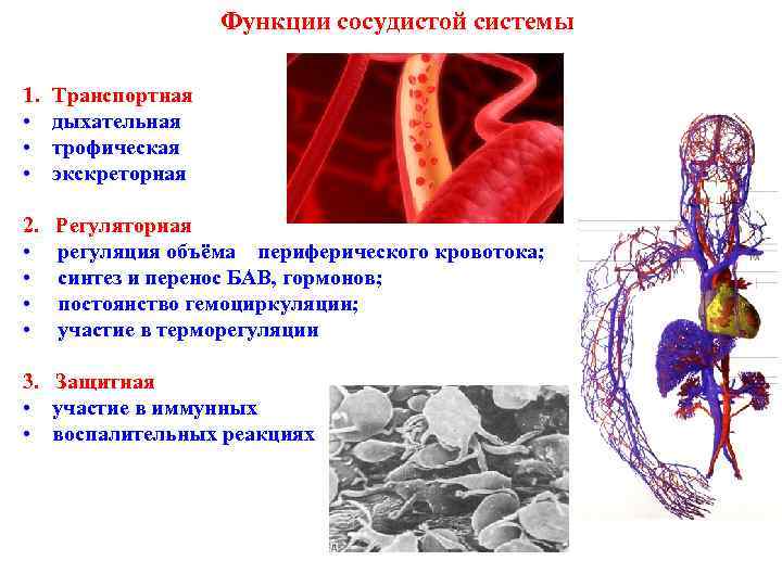 Функции сосудистой системы 1. • • • Транспортная дыхательная трофическая экскреторная 2. Регуляторная •