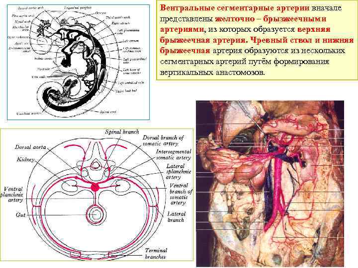Вентральные сегментарные артерии вначале представлены желточно – брызжеечными артериями, из которых образуется верхняя брыжеечная