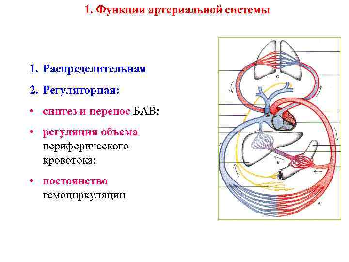 1. Функции артериальной системы 1. Распределительная 2. Регуляторная: • синтез и перенос БАВ; •