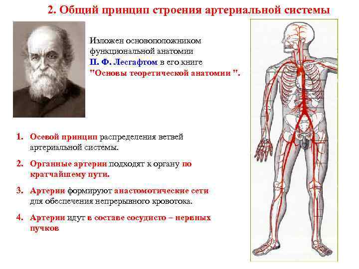 2. Общий принцип строения артериальной системы Изложен основоположником функциональной анатомии П. Ф. Лесгафтом в