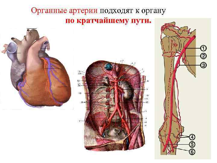 Органные артерии подходят к органу по кратчайшему пути. 