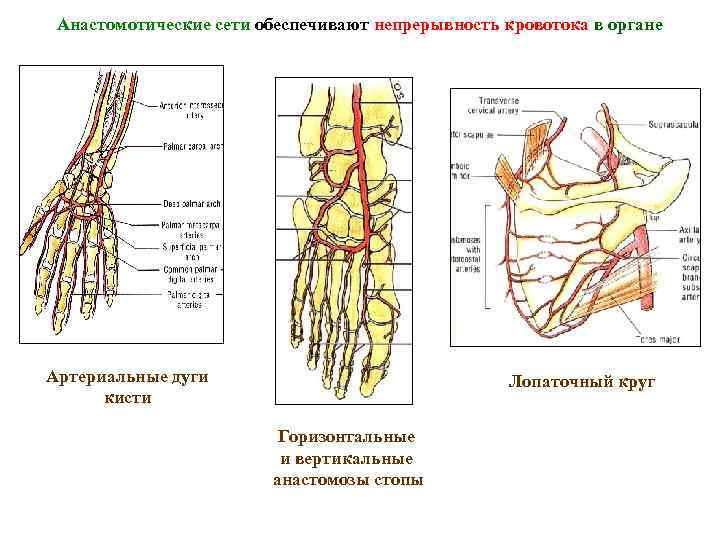 Лопаточный анастомоз схема